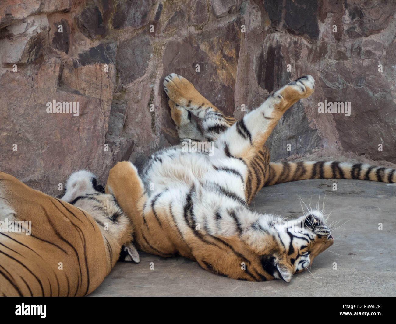 Shanghai, Shanghai, China. 30th July, 2018. Shanghai, CHINA-Siberian tigers at Heping Park in Shanghai, China. Credit: SIPA Asia/ZUMA Wire/Alamy Live News Stock Photo