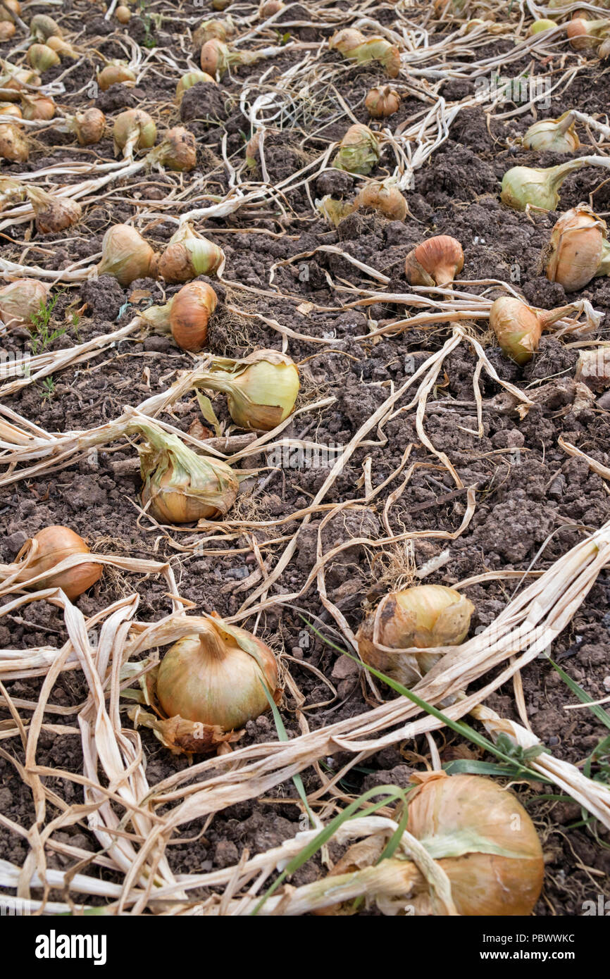 Onions drying on a raised bed, Stock Photo