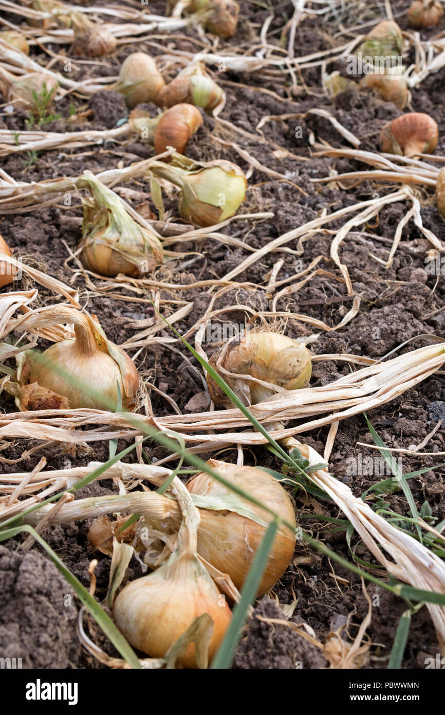 Onions drying on a raised bed, Stock Photo
