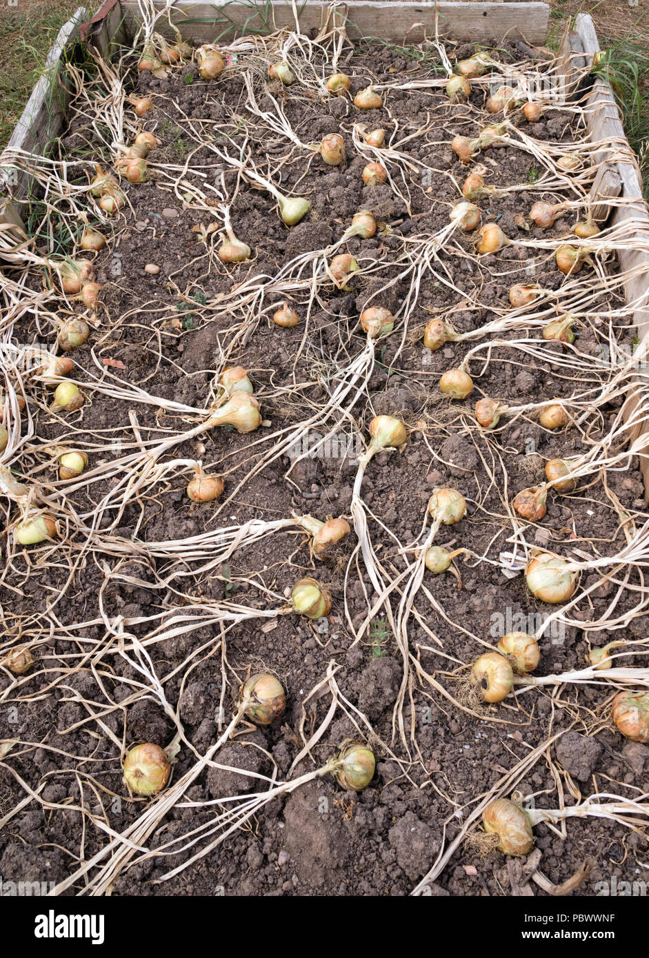 Onions drying on a raised bed, Stock Photo