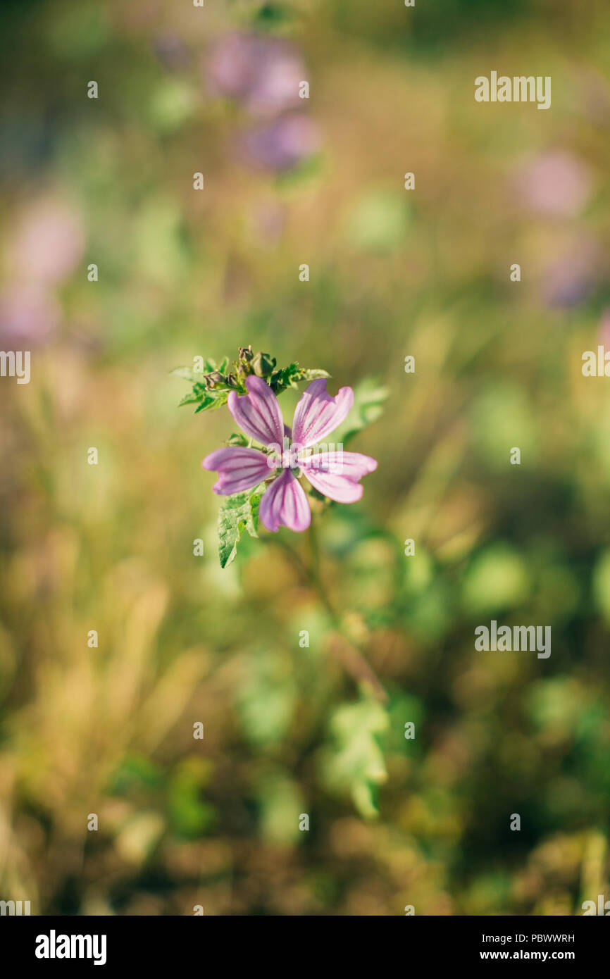 summer wildflowers background Stock Photo - Alamy