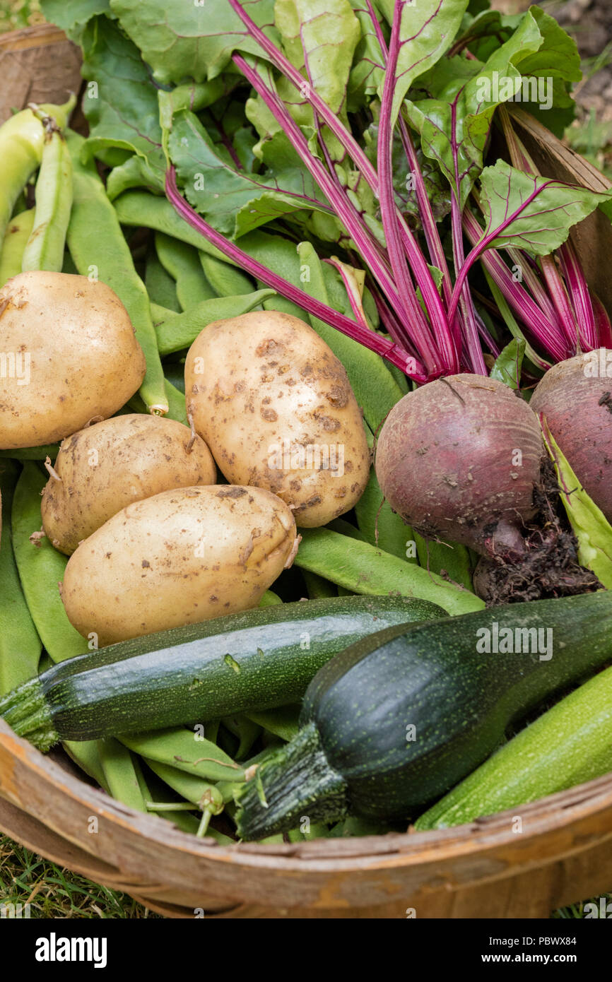 Freshly harvested vegetables from a allotment Stock Photo