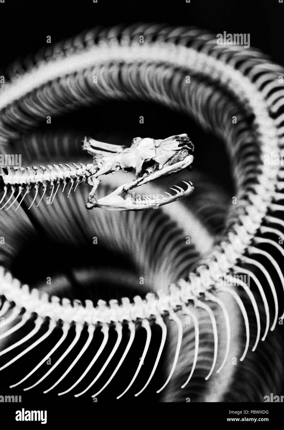 snake skeleton Stock Photo