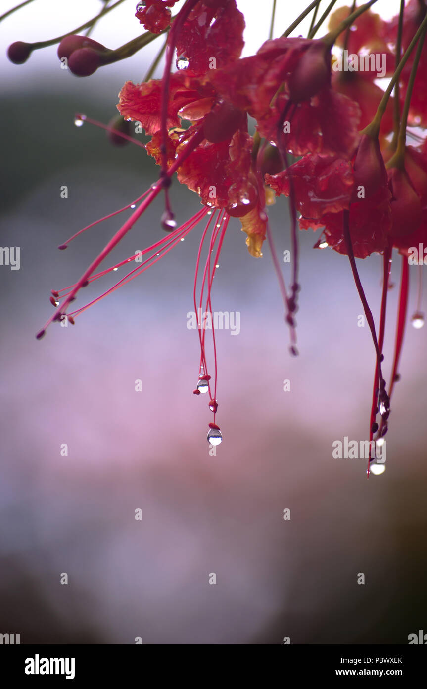 Photo Of Beautiful Water Droplets On The Flowers Stock Photo Alamy Photo Of Beautiful Water Droplets On The Flowers Stock Photo Alamy