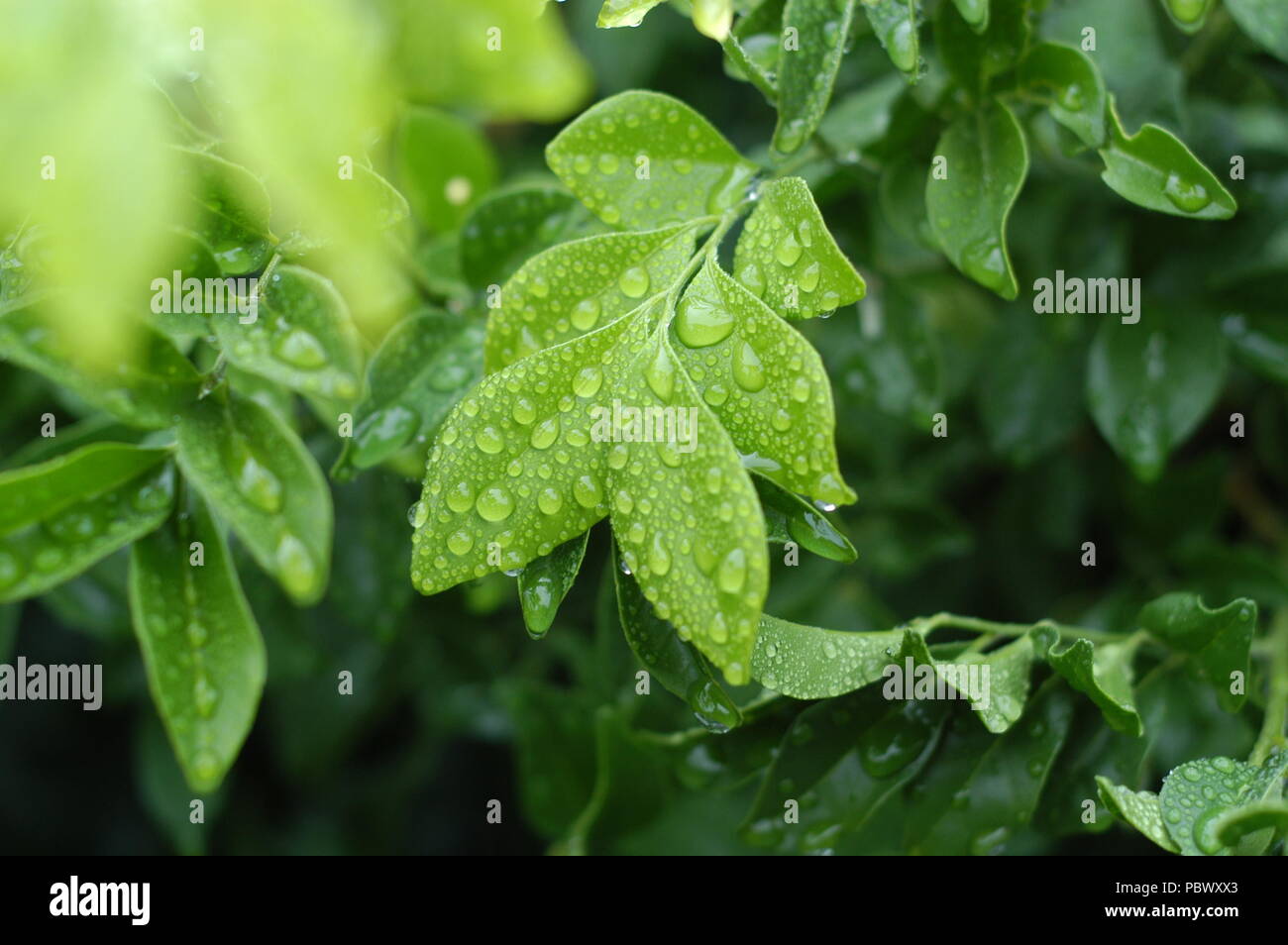 green leaf rain water drop Stock Photo - Alamy