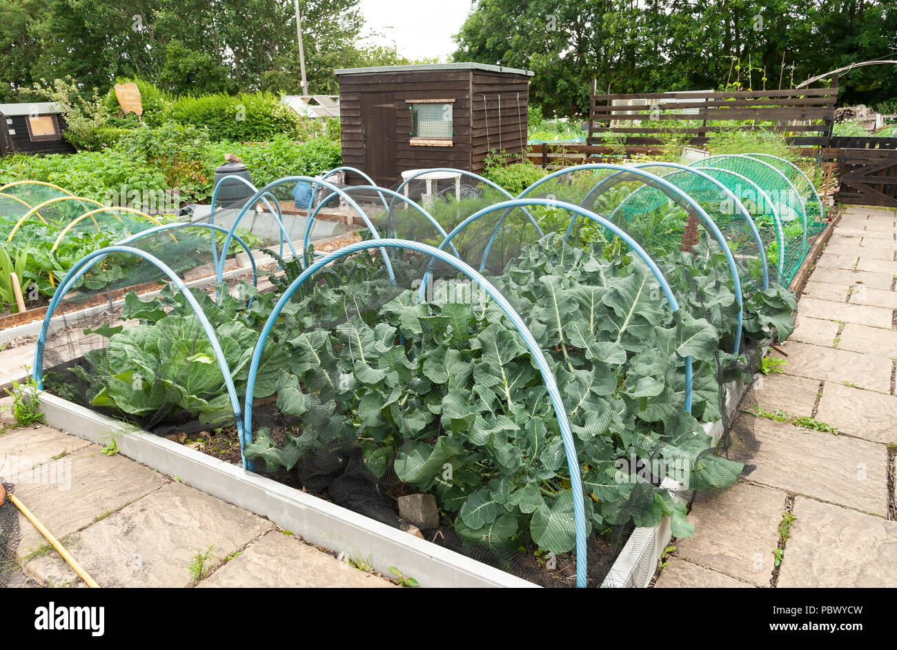 Brassicas protected under a net on an orderly garden plot. Stock Photo