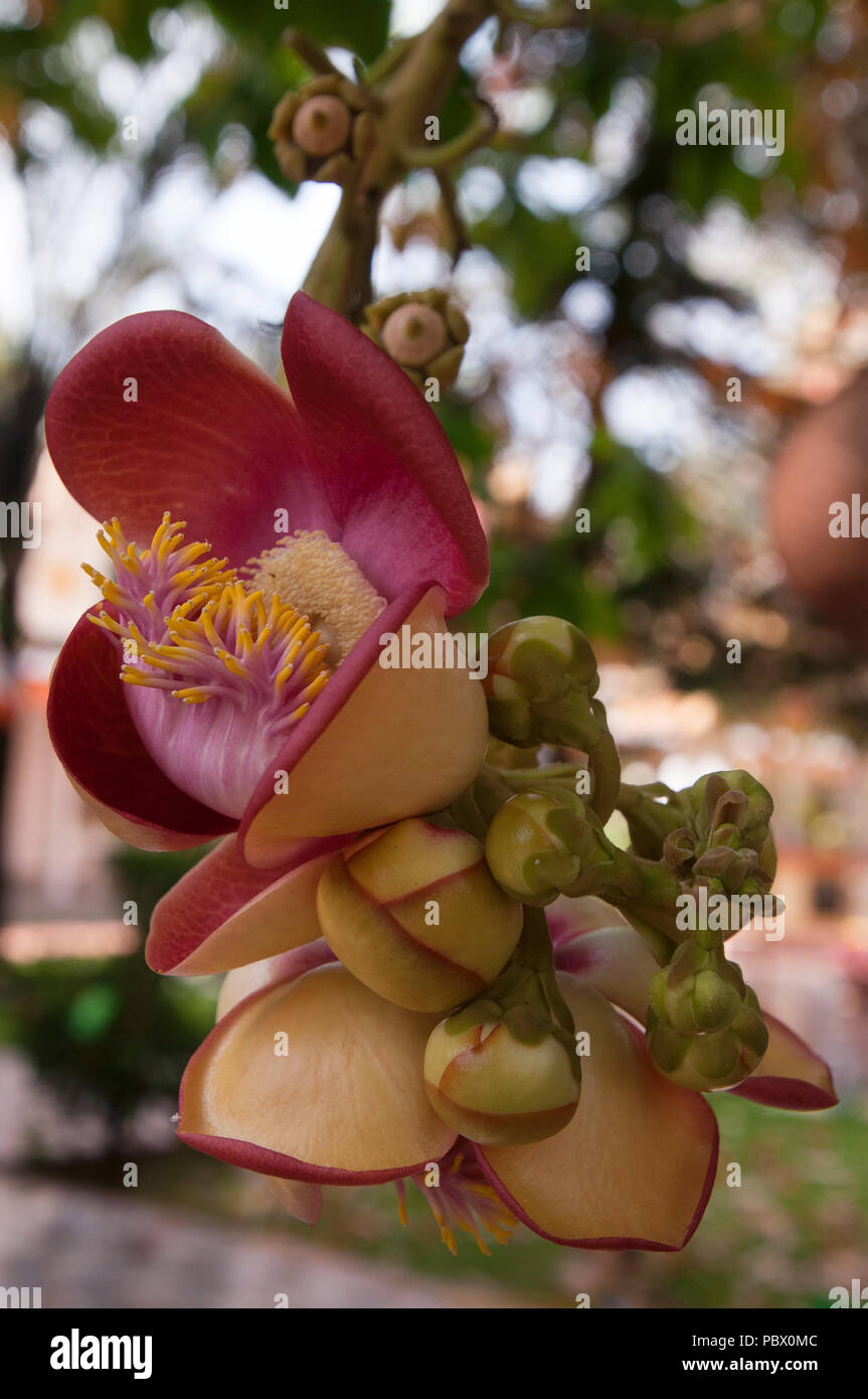 Battambang Cambodia, flower cluster of the Raing Phnom tree found in pagoda grounds Stock Photo