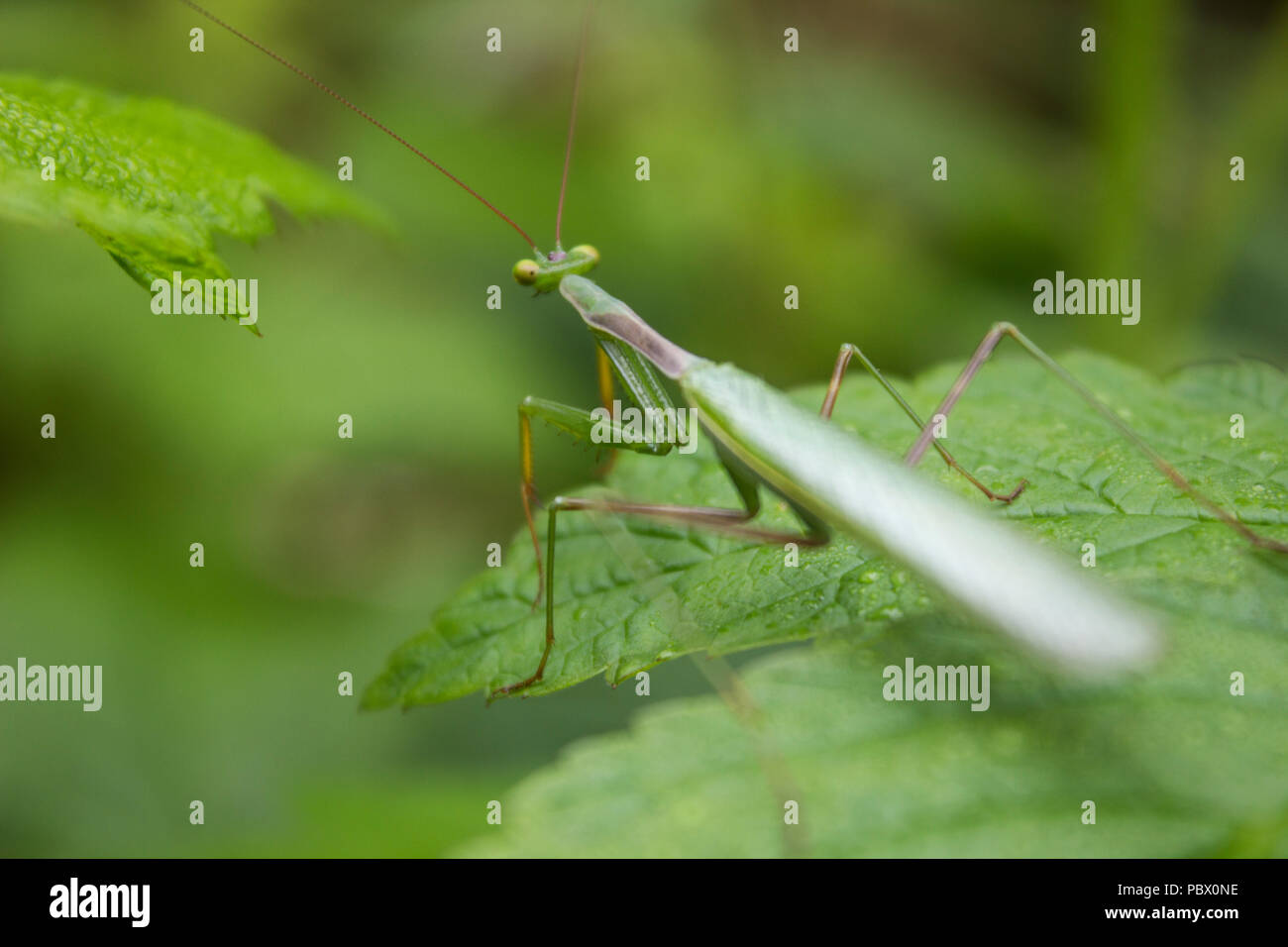 Praying mantis on berry leaf hires stock photography and images Alamy