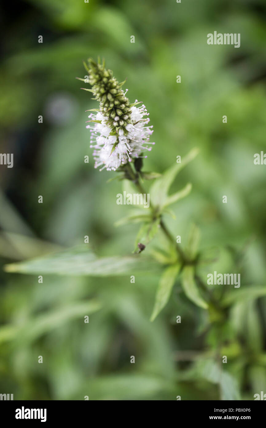 Spearmint herb flowering Stock Photo