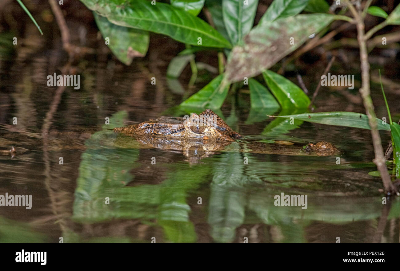 Cayman with head above water in a river in Costa Rica Stock Photo
