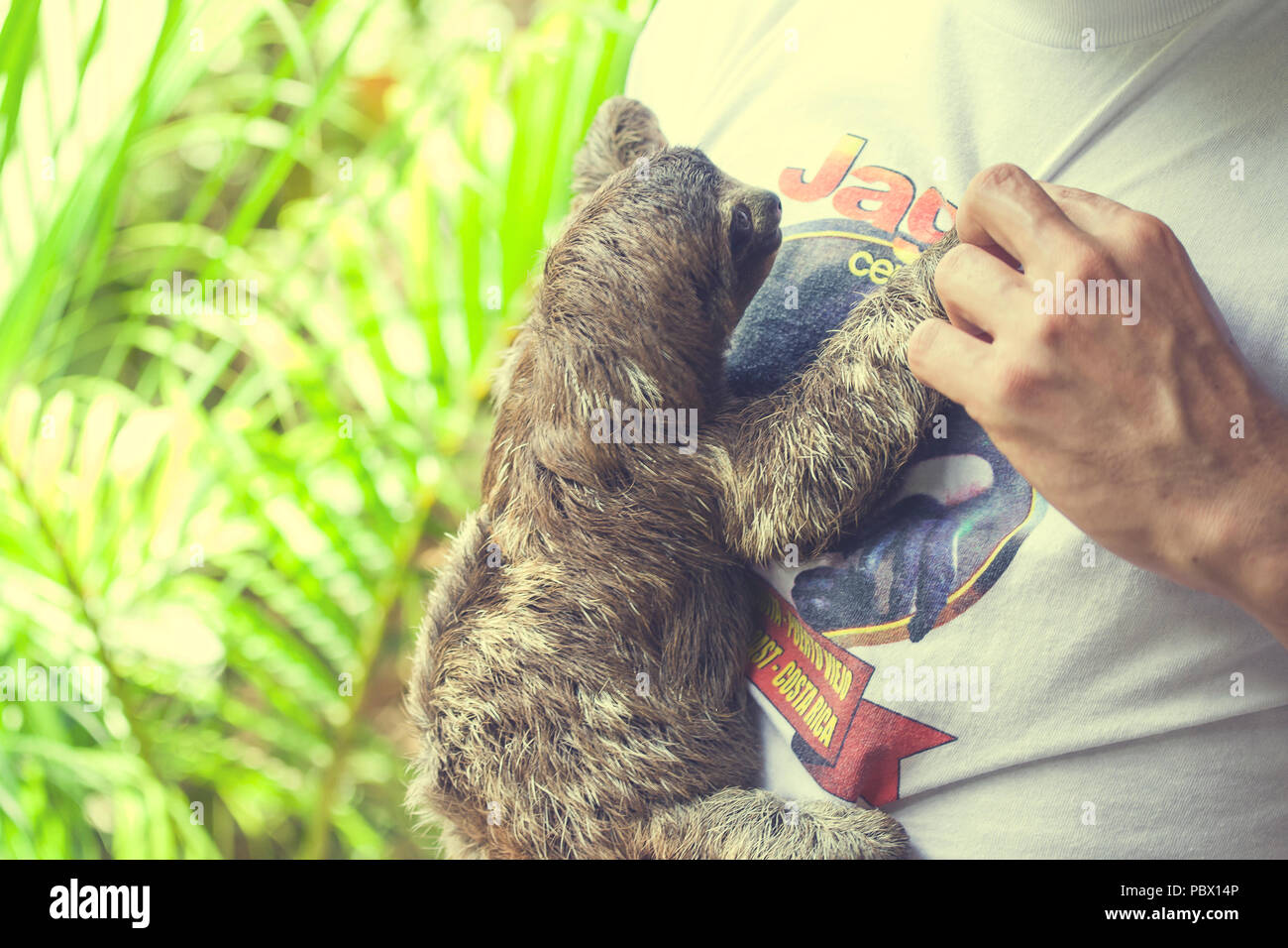 Young baby sloth climbing on a volunteer at a rescue center Stock Photo