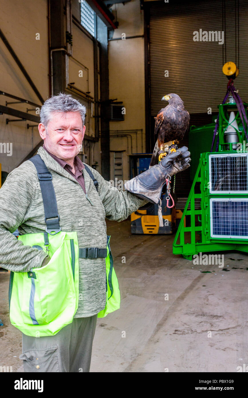 Paul Finnigan uses his Harris Hawk to deter pigeons from roosting in the NLB buoy depot in Oban, Argyll and Bute, Scotland, UK Stock Photo