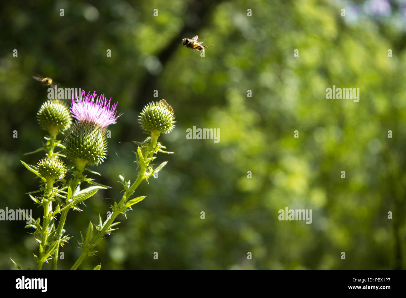 Flowering Silybum with two bees Stock Photo