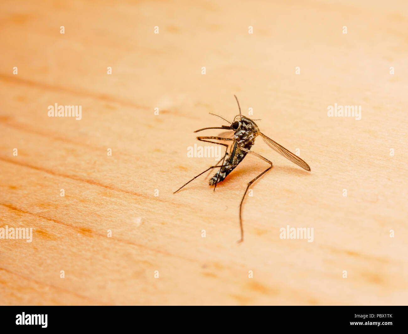 How dangerous is the Zika virus? How dangerous is the Zika virus?
