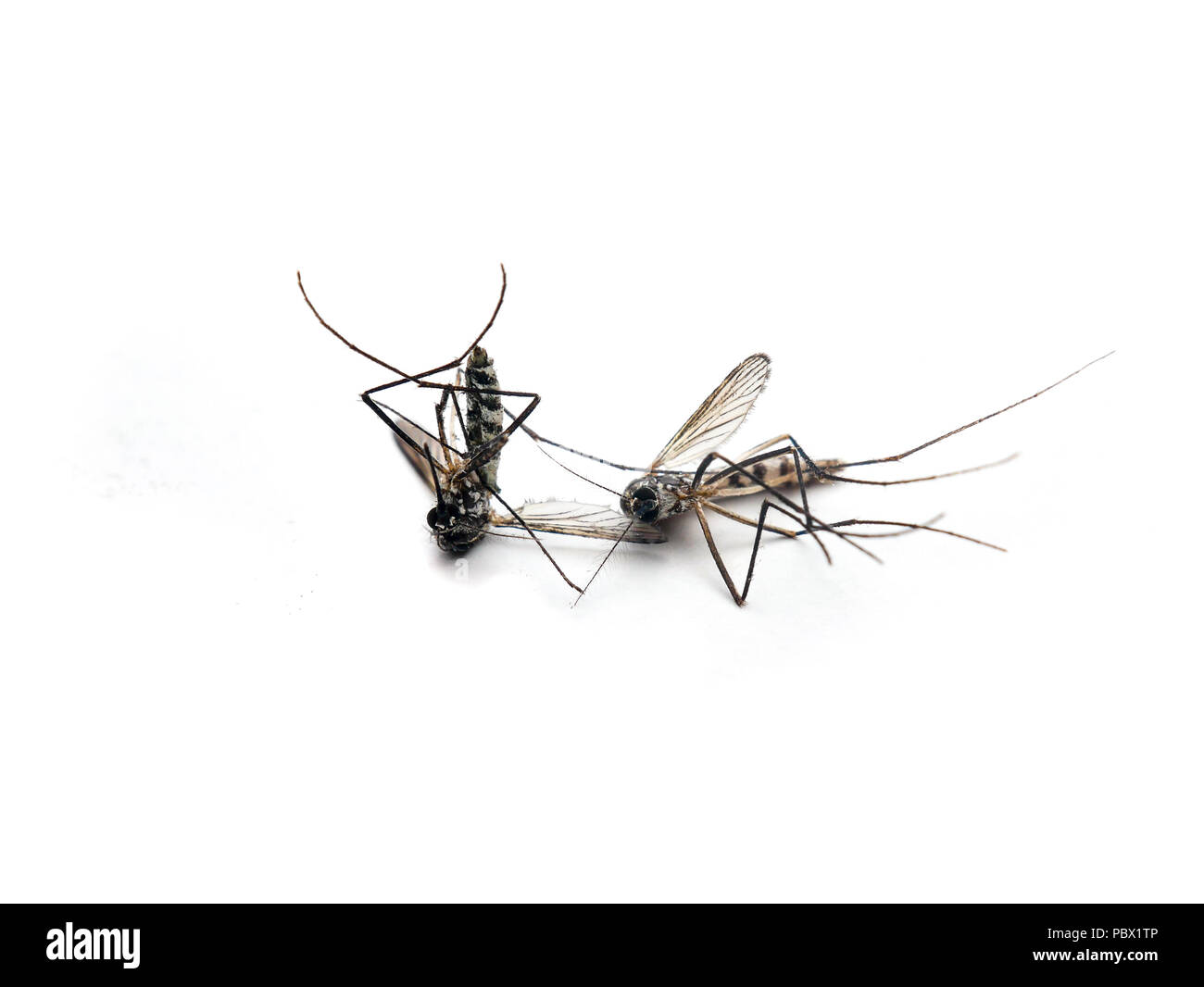 How dangerous is the Zika virus? How dangerous is the Zika virus?