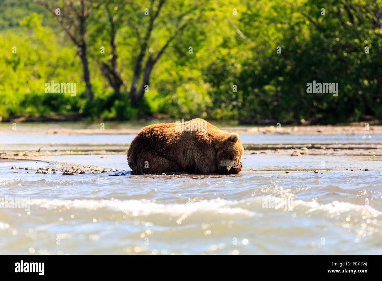 Brown bear (Ursus arctos beringianus) sleeping on the Kurile Lake. Kamchatka Peninsula, Russia. Stock Photo