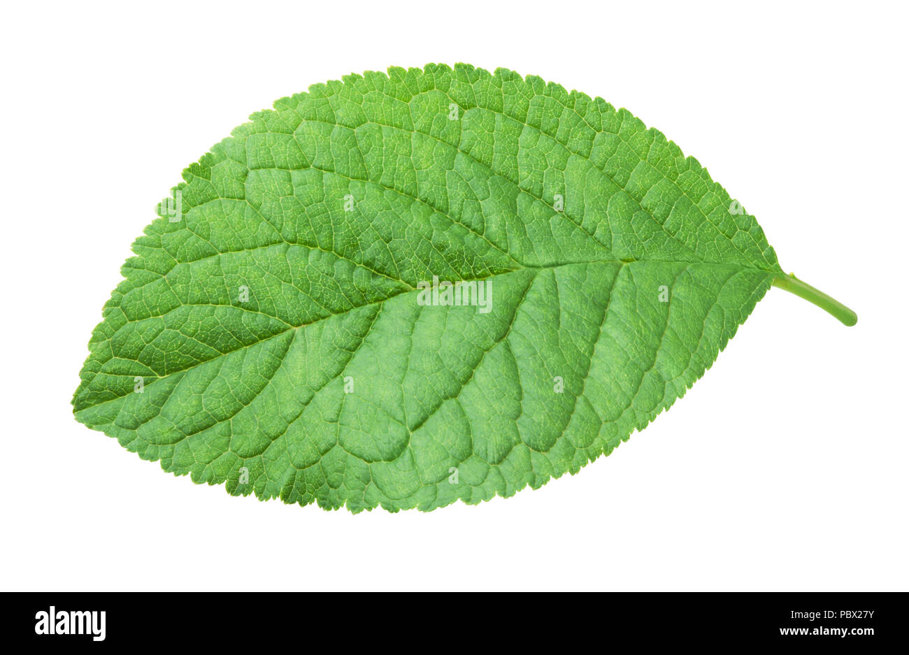 Plum leaf isolated on white Stock Photo
