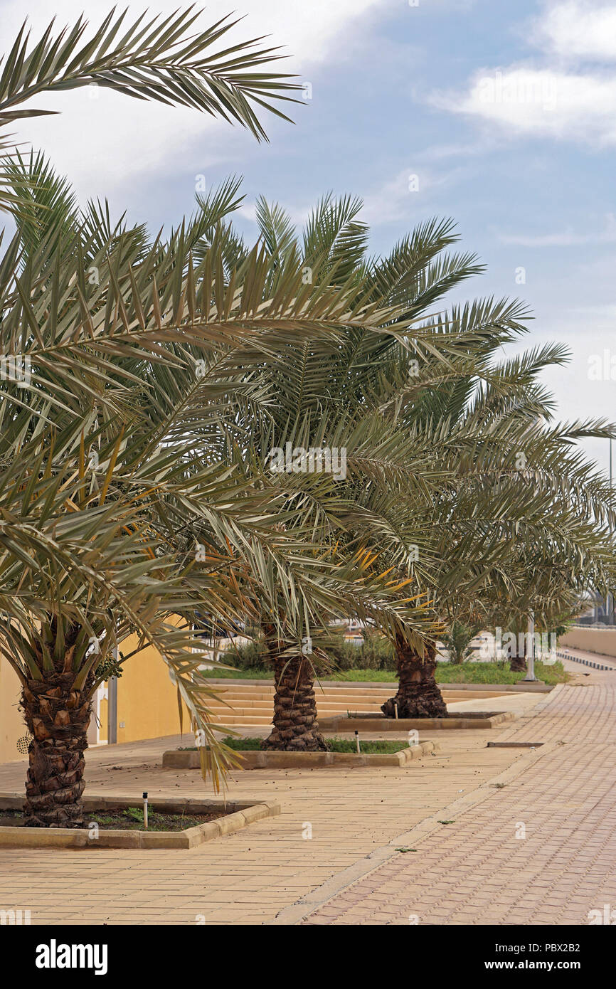 Row of palm trees in Kuwait City Stock Photo Alamy