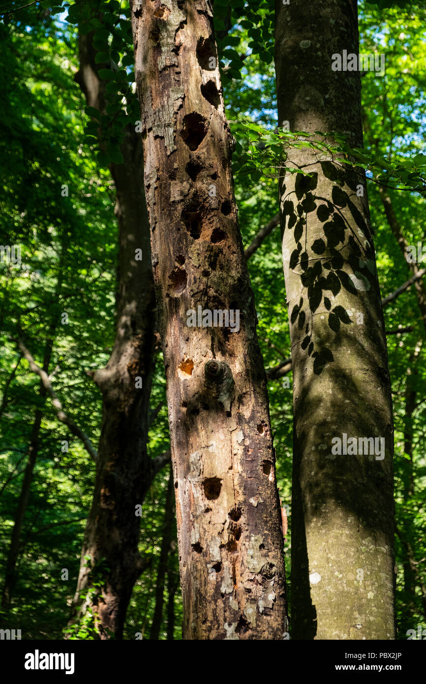 Woodpecker damage holes on the trunk of a tree in a forest near Santa ...