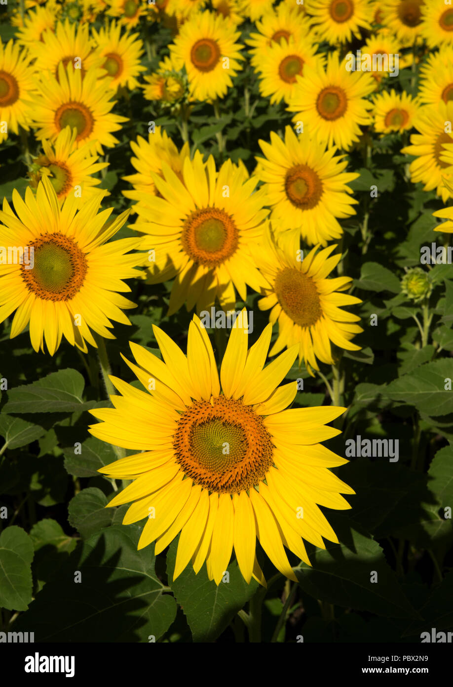 Sunflowers following the sun hires stock photography and images Alamy