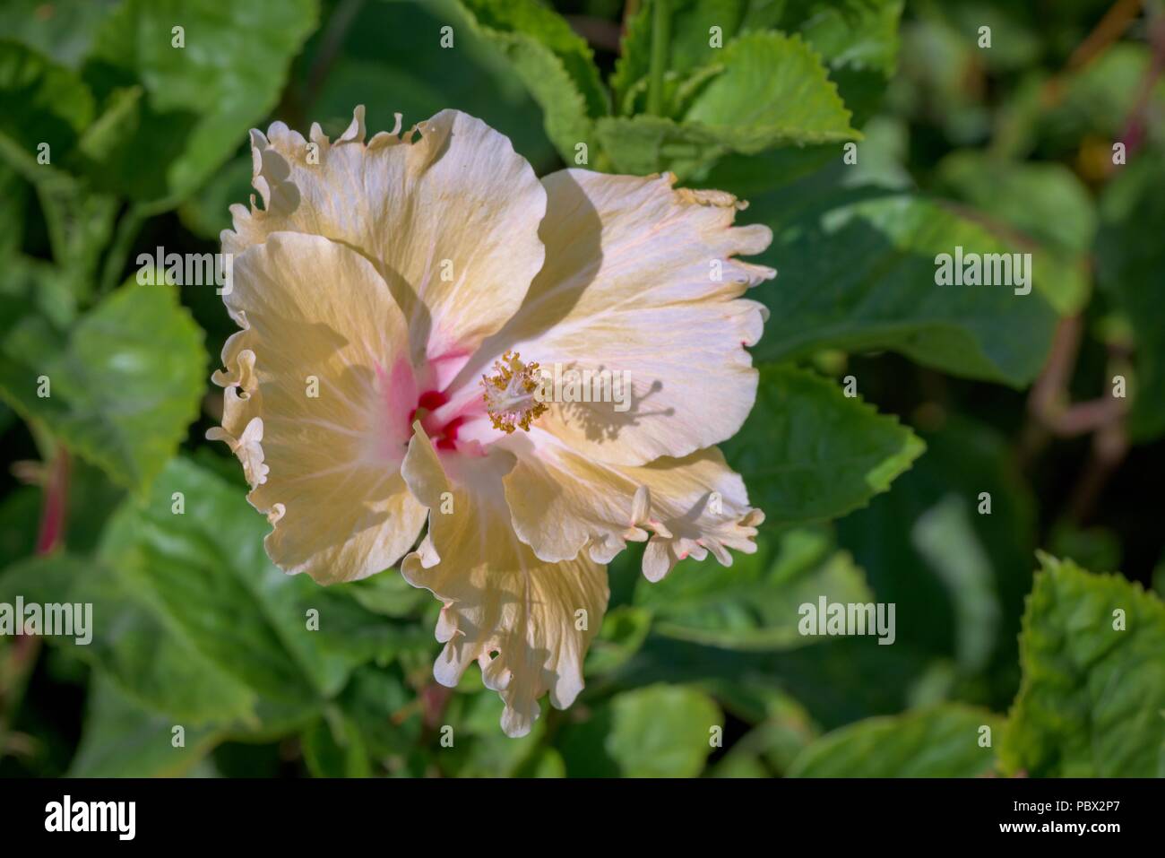 Macro close up hibiscus hi-res stock photography and images - Alamy