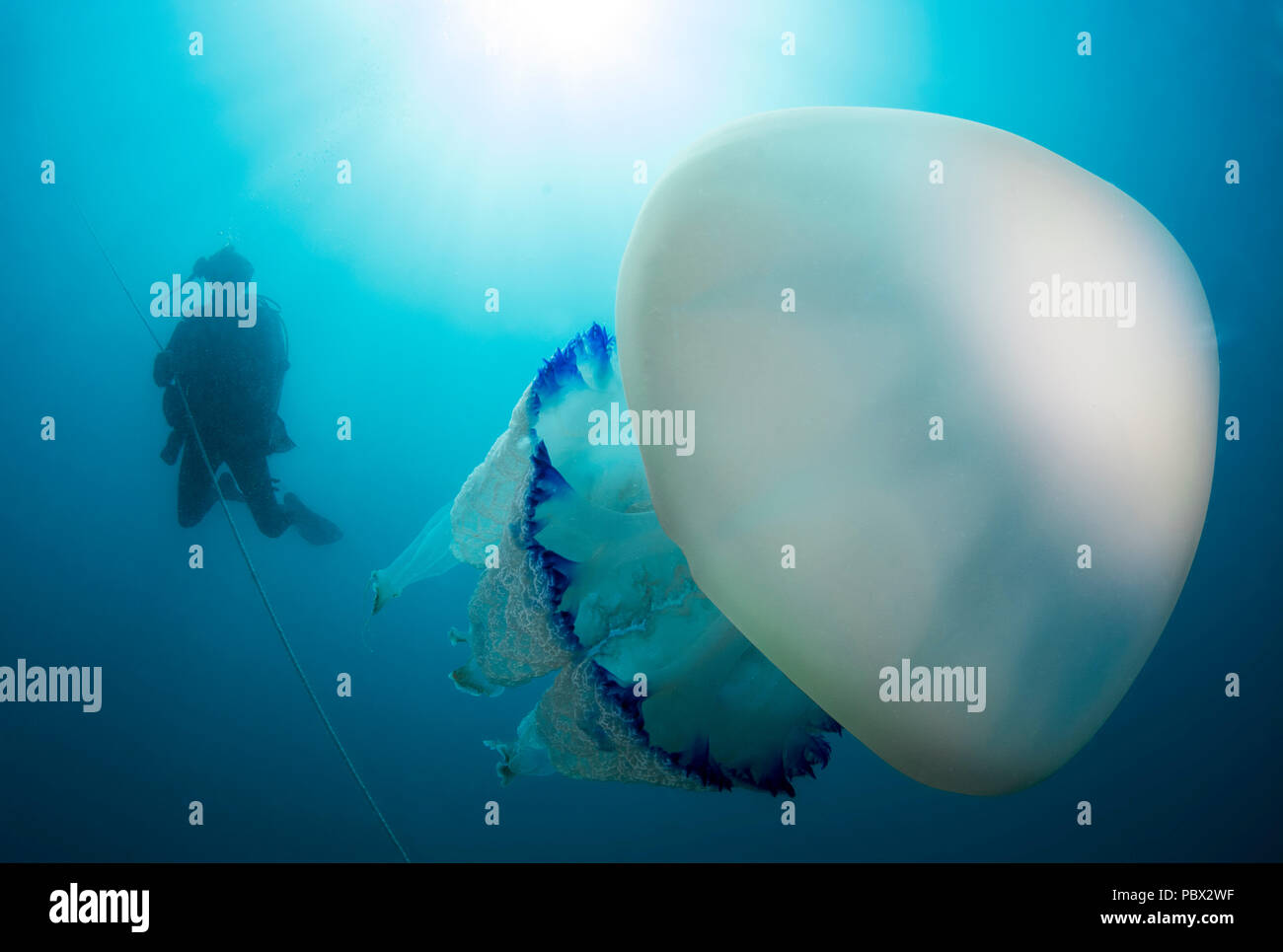 Diver and Large Jellyfish (Rhizostoma pulmo), Marine Protected Area of the Agathois Coast, France Stock Photo