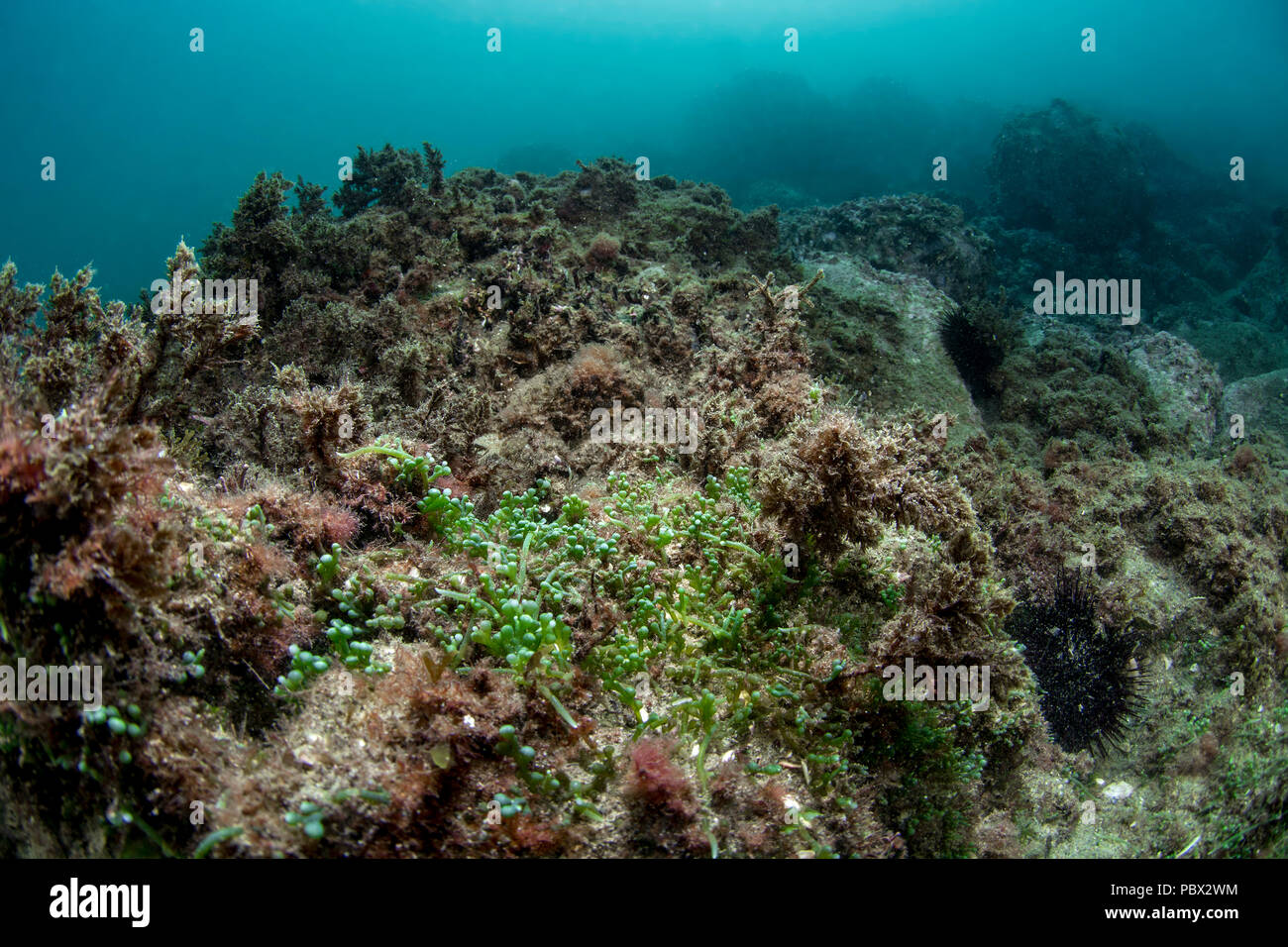 Tropical invasive algae (Caulerpa cylindracea) ex (Caulerpa racemosa) in the Protected Marine Area of the Agathois coast, Herault, France Stock Photo