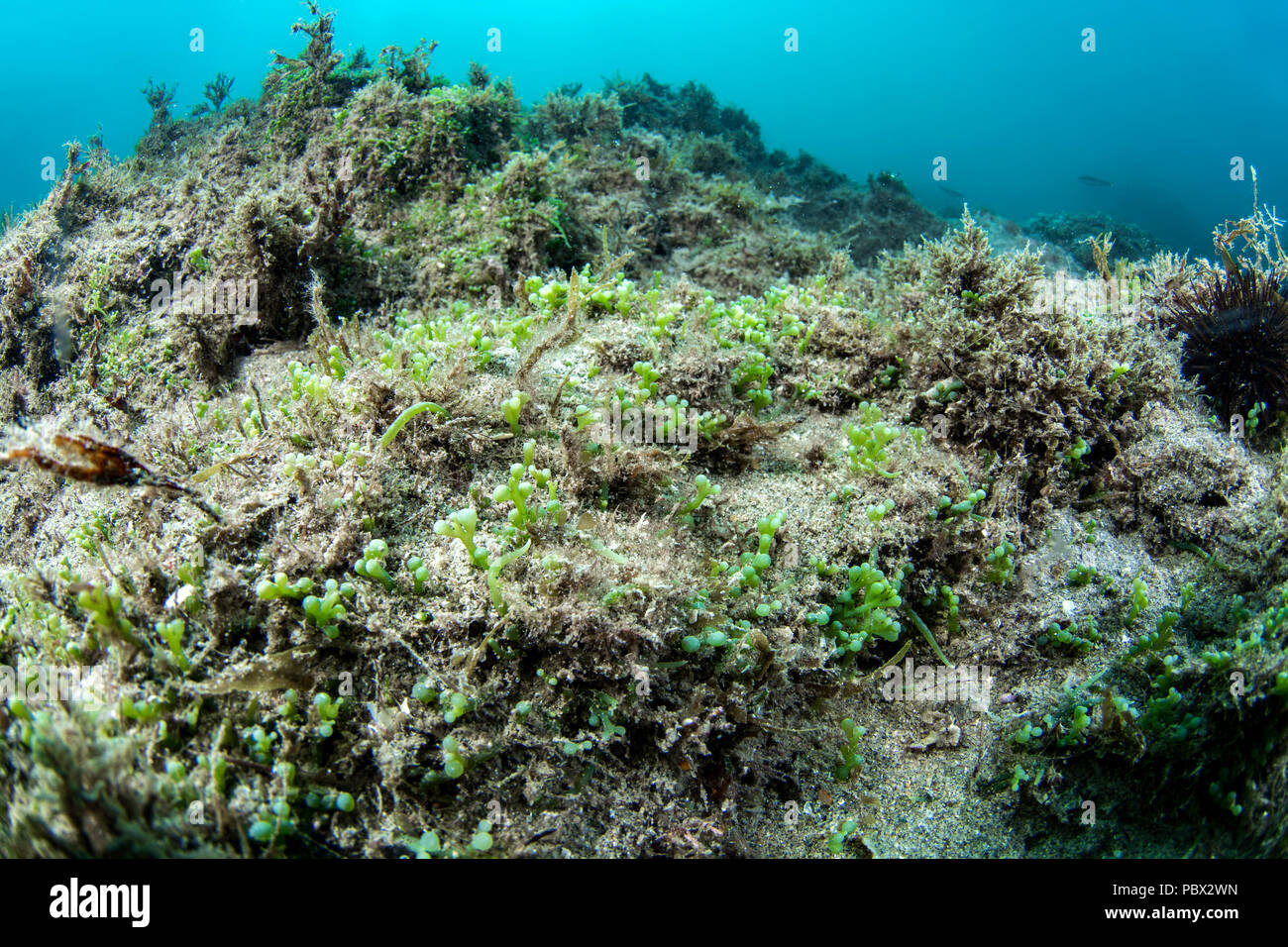 Tropical invasive algae (Caulerpa cylindracea) ex (Caulerpa racemosa) in the Protected Marine Area of the Agathois coast, Herault, France Stock Photo