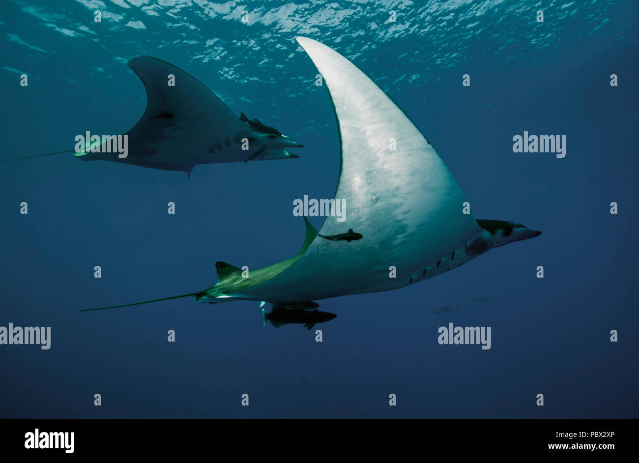 Devilray mobula hi-res stock photography and images - Alamy