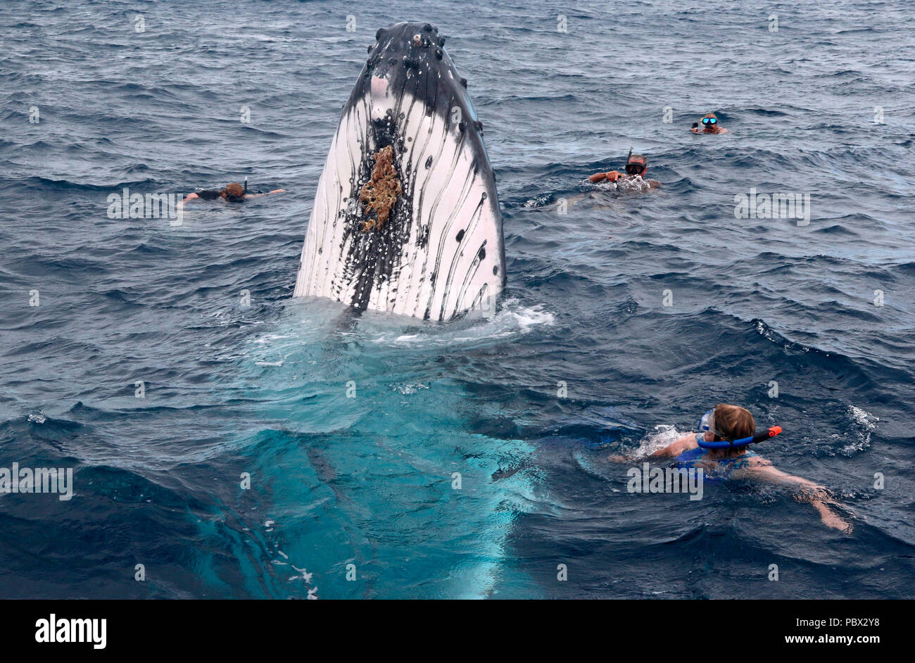 Humpback whale (Megaptear novaeangliae) with divers, Kingdom of Tonga. Stock Photo