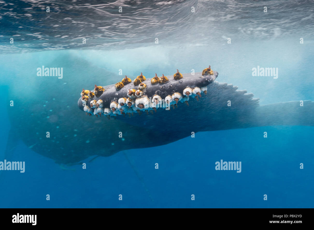 Humpback whale (Megaptear novaeangliae) Barnacles on the tail of a humpback whale. Kingdom of Tonga. Stock Photo