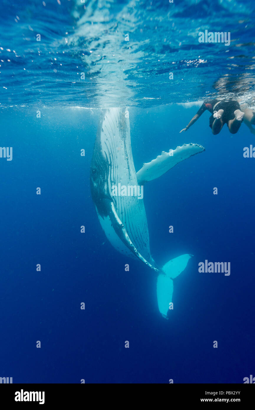 Humpback whale (Megaptear novaeangliae) with diver, Kingdom of Tonga. Stock Photo