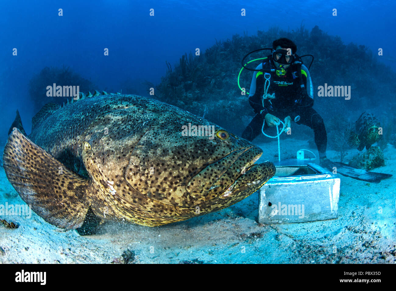 Goliath Grouper Epinephelus Itajara And Diver Jardines De La Reina National Park Cuba Stock Photo Alamy