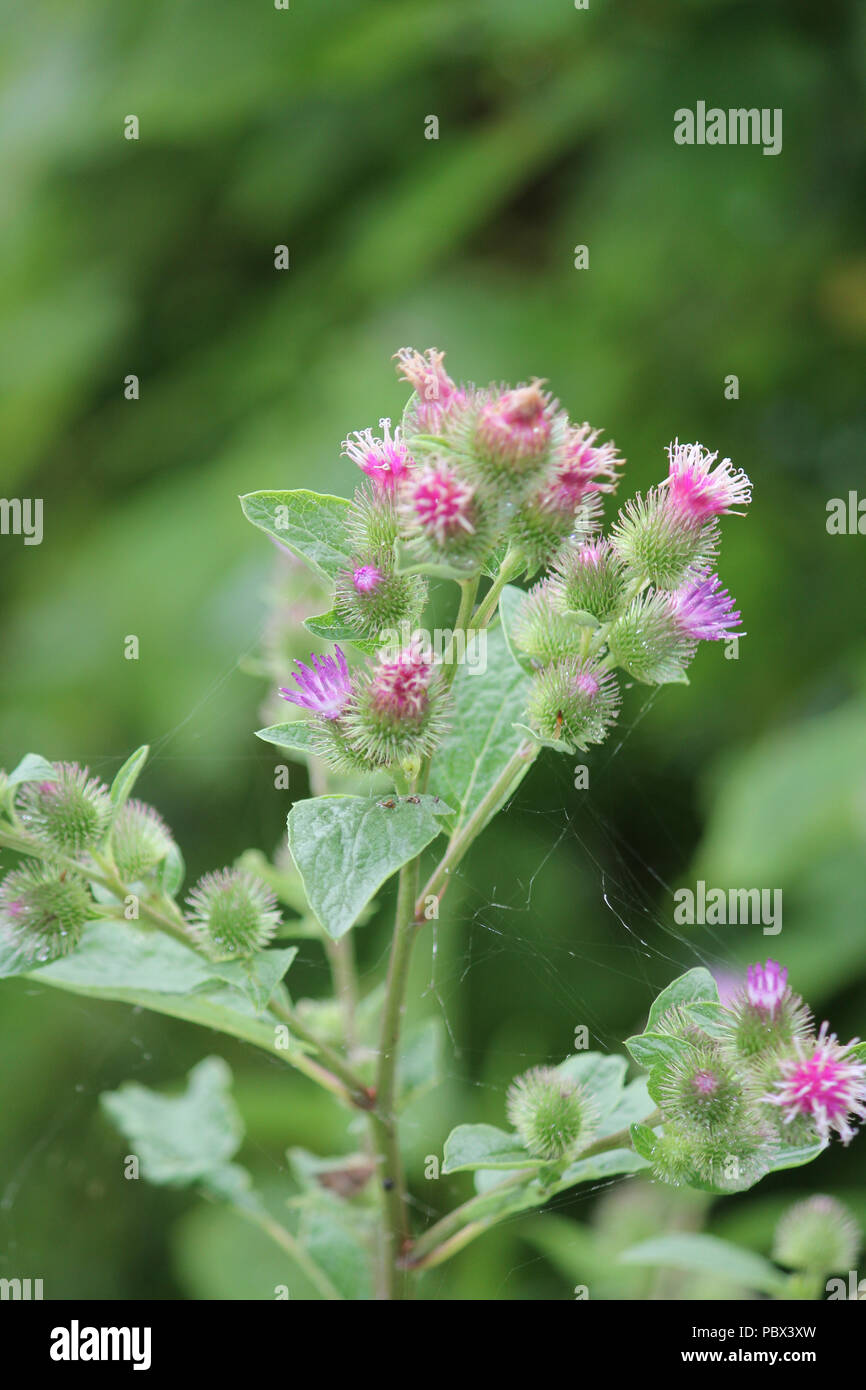 Common Burdock (Arctium) with purple flower on top, growing beside a country roadway. Kingston, Ontario. Stock Photo