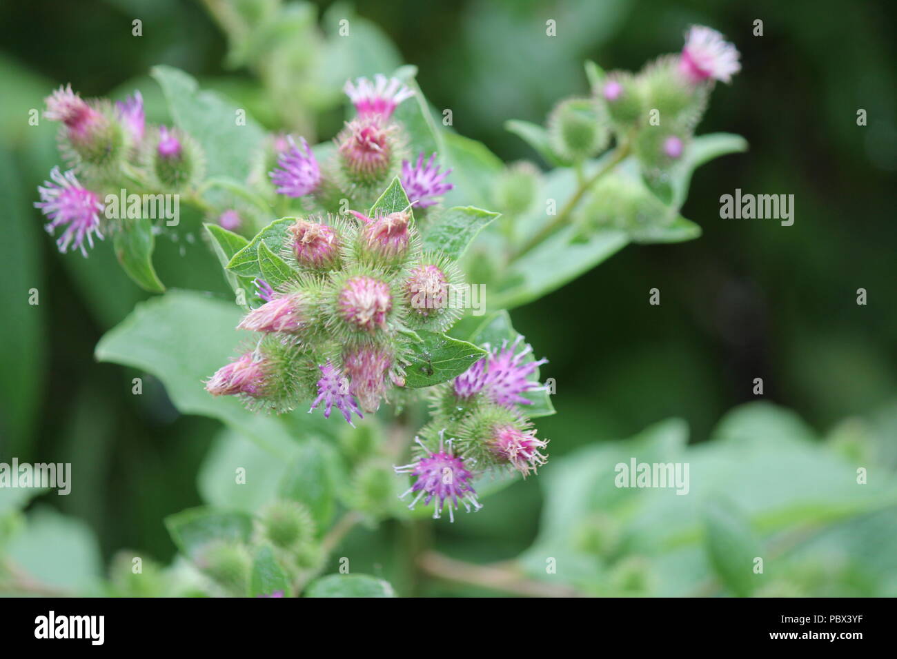 Common Burdock (Arctium) with purple flower on top, growing beside a country roadway. Kingston