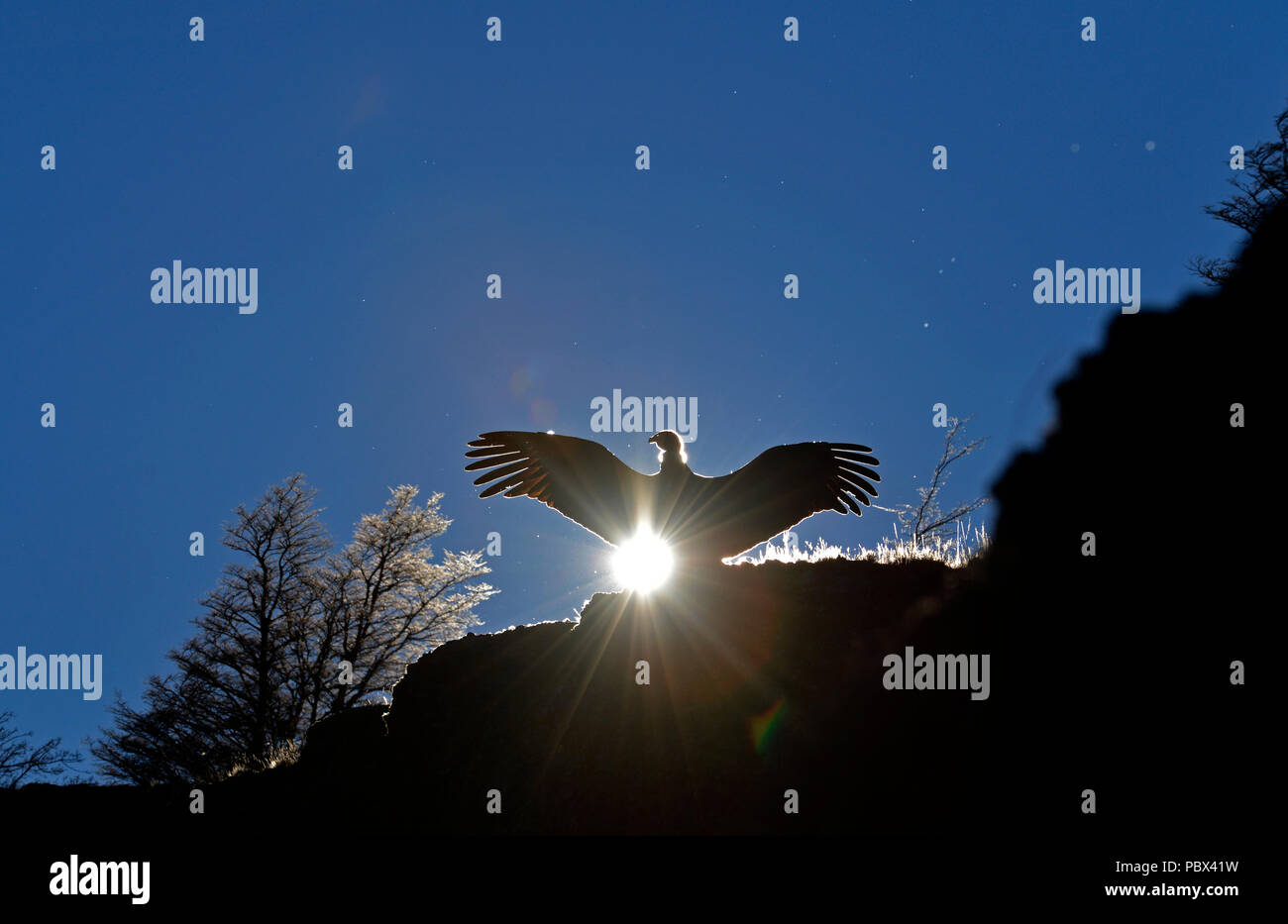 Adult female Andean Condor in silhouette standing on edge of cliff at sunrise airing wings Stock Photo