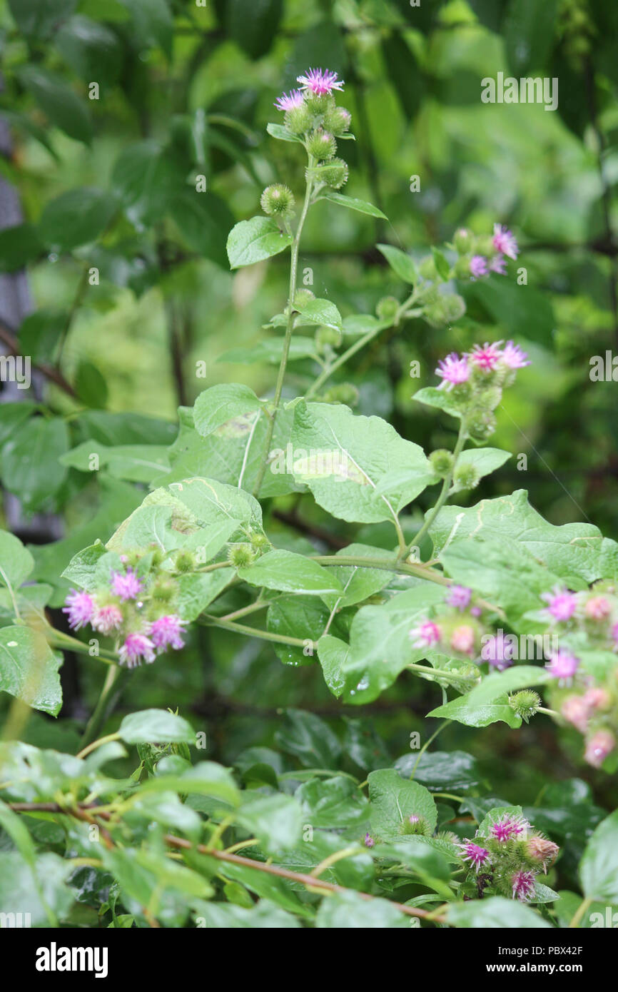 Common Burdock (Arctium) with purple flower on top, growing beside a country roadway. Kingston