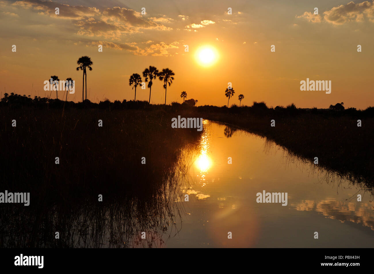 Beautifull sunset in the wilderness of the Okavango-Delta swamps in the middle of the Kalahari-desert Stock Photo