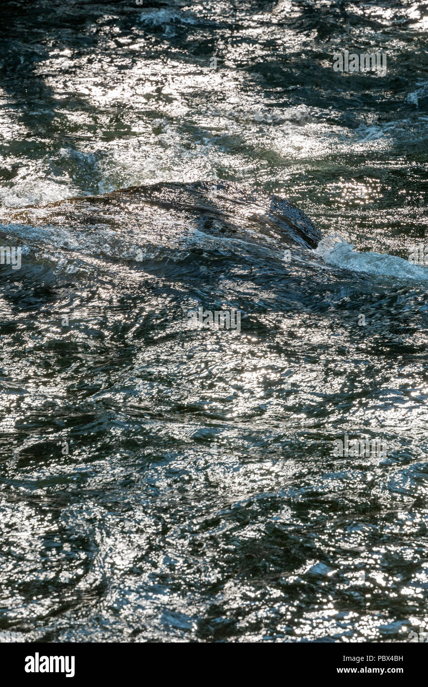 Close-up of backlit Arkansas River which runs through the downtown historic district of the small mountain town of Salida, Colorado, USA Stock Photo