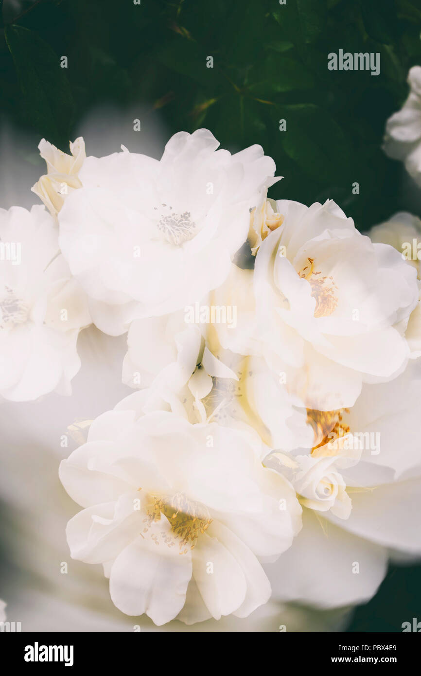 White Rosa canina, commonly known as the dog rose Stock Photo - Alamy