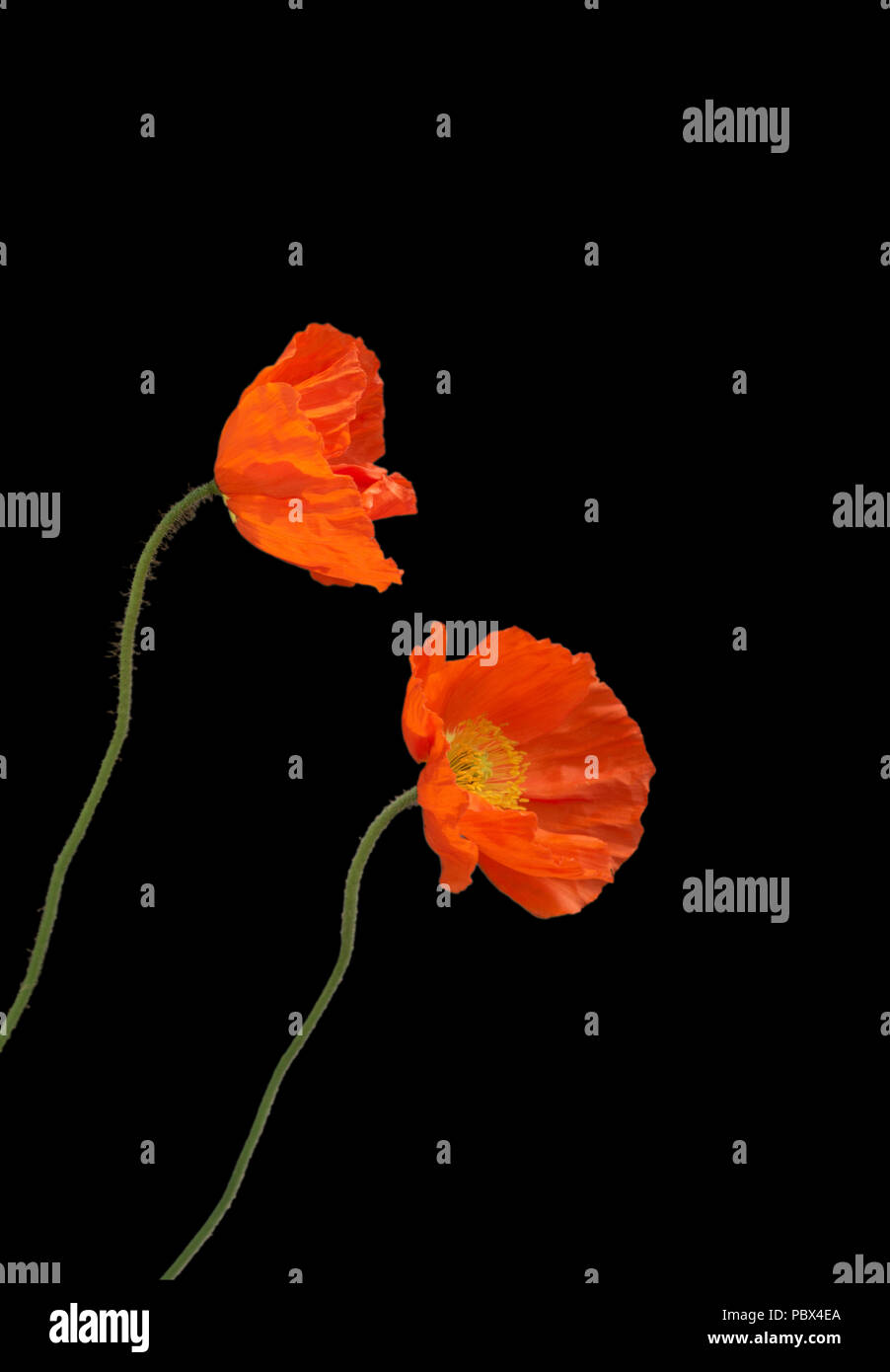 Red poppies against black background. Stock Photo