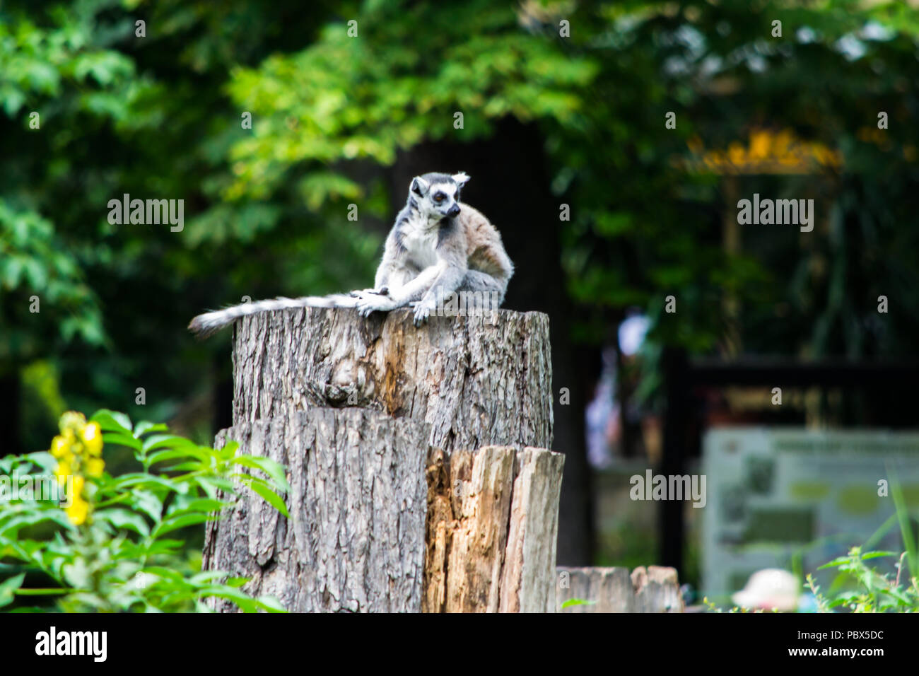 Cheerful family of Lemurs Stock Photo - Alamy