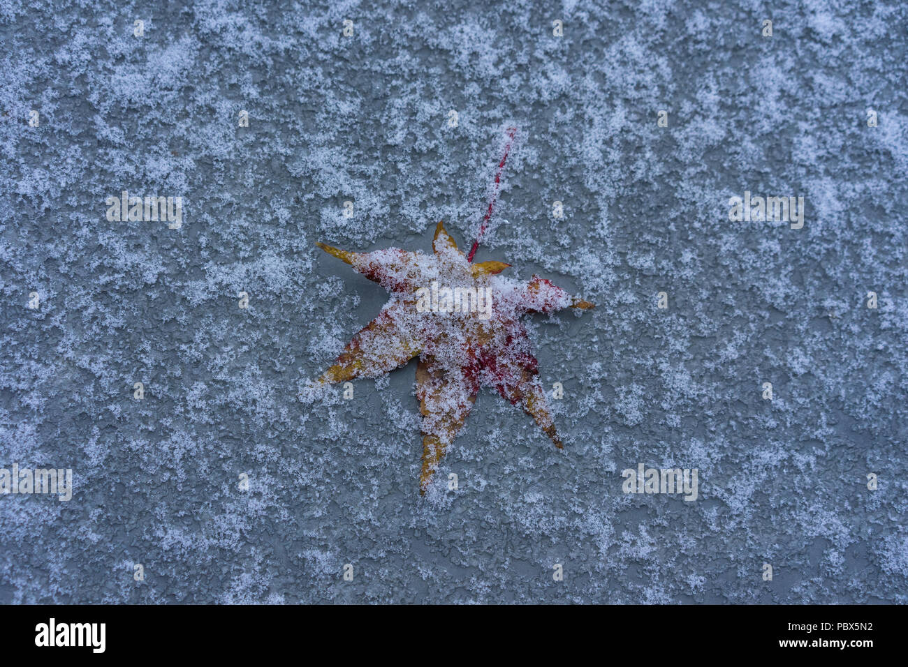 frozen maple leaf on ground in winter with snow Stock Photo - Alamy