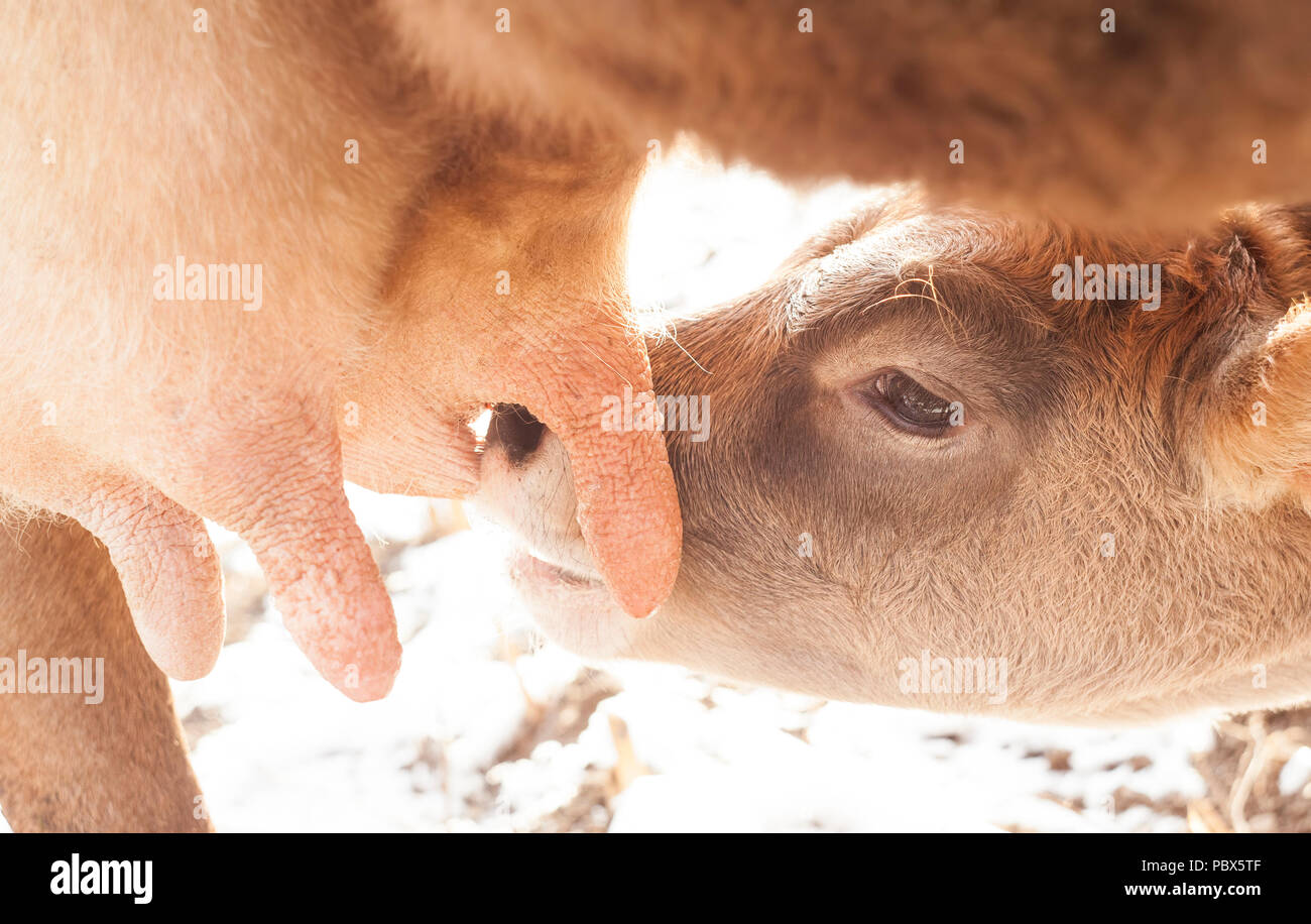 Calf Drinking Milk From Mother Cow Stock Photo Alamy