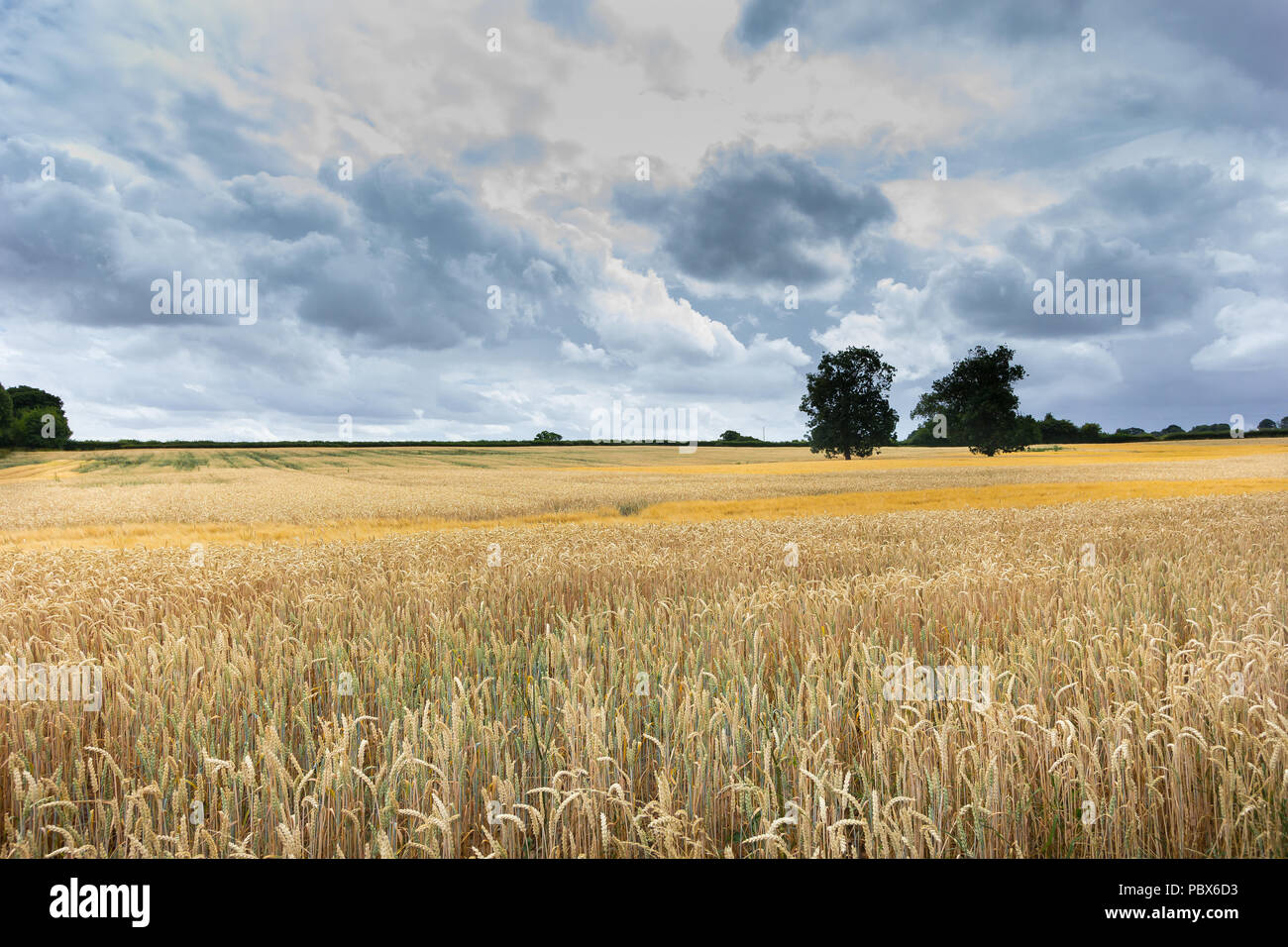 Wheat fields of rural England, before the storms. Stock Photo
