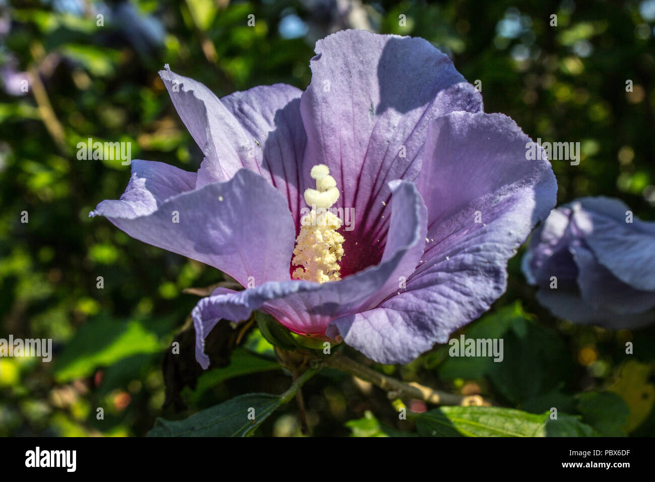 Detail of bloom of tropical violet hibiscus with leaves on the garden. Background bokeh. Stock Photo