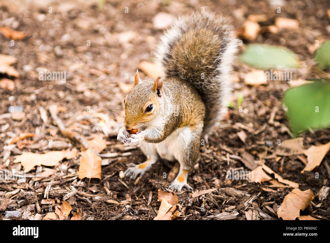 Squirrel eats a hazel nut in New York, USA Stock Photo