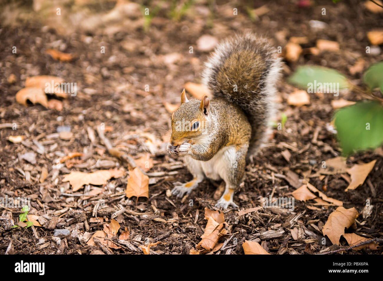 Squirrel eats a hazel nut in New York, USA Stock Photo