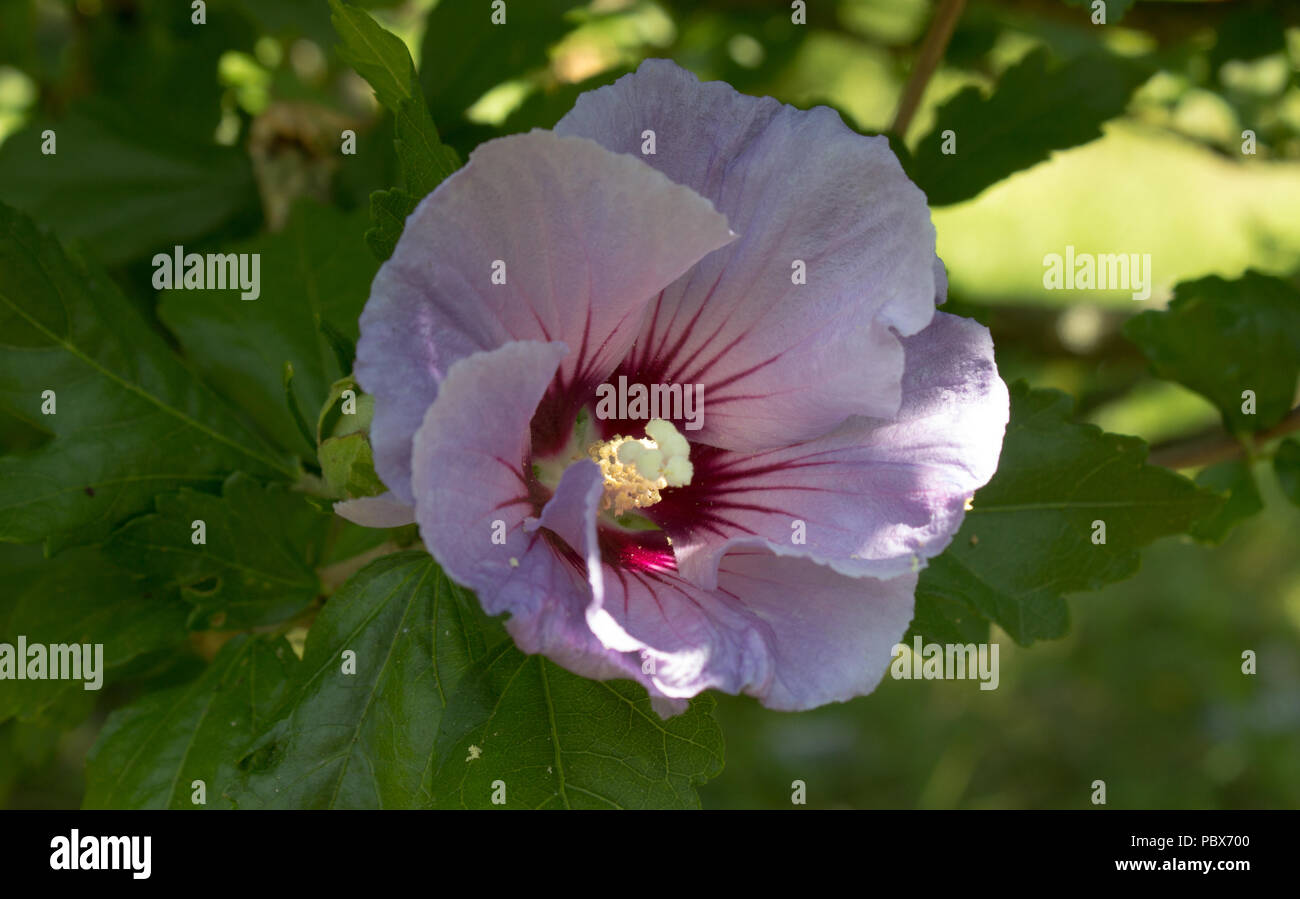 Detail of bloom of tropical violet hibiscus with leaves on the garden. Stock Photo