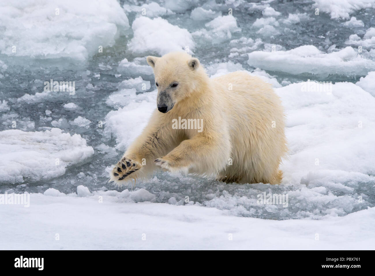 Polar bear (Ursus maritimus) jumping between floating blocks of ice near Svalbard, Norway. Stock Photo